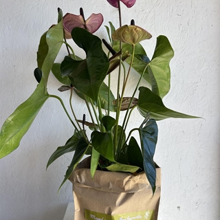 ANTHURIUM MAMÁ - Imagen 1
