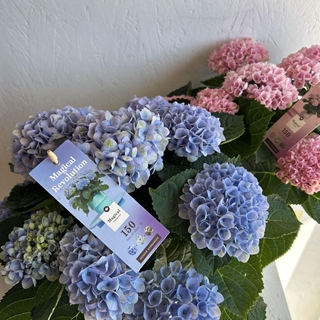 HYDRANGEA MAGICAL - Imagen 1