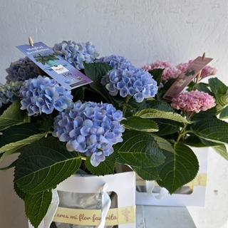 HYDRANGEA MAGICAL - Imagen 2