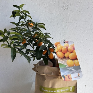 MINI NARANJO (KUMQUAT) - Imagen 1
